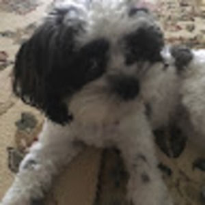 Meet your Posher, Holly